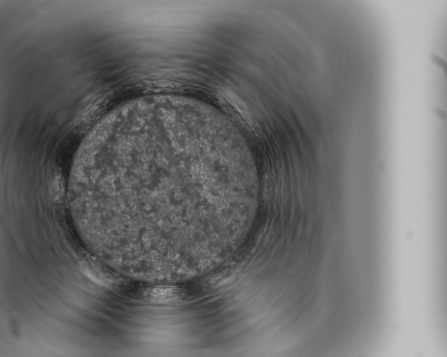 X0000096490173200802141754