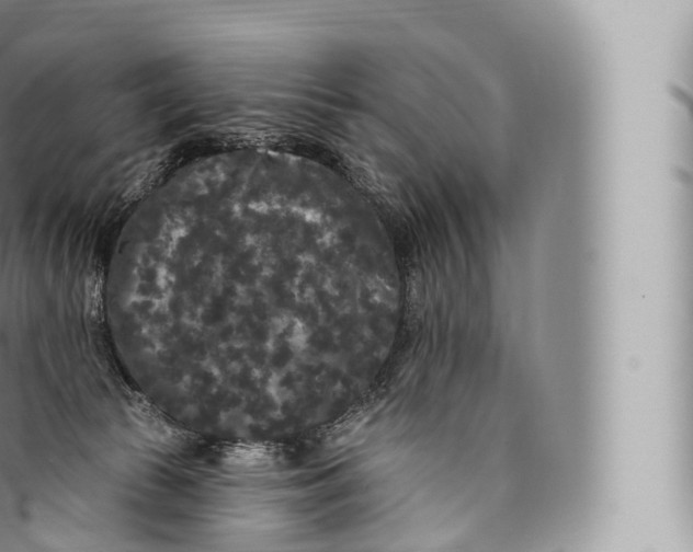 X0000096490177200802141754