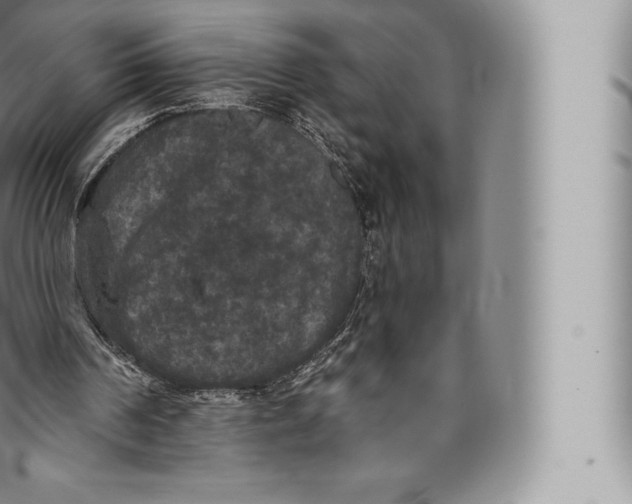 X0000096490194200802141754