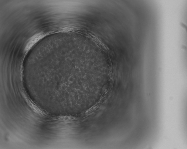 X0000096490242200802141753