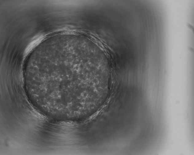 X0000096490245200802141753