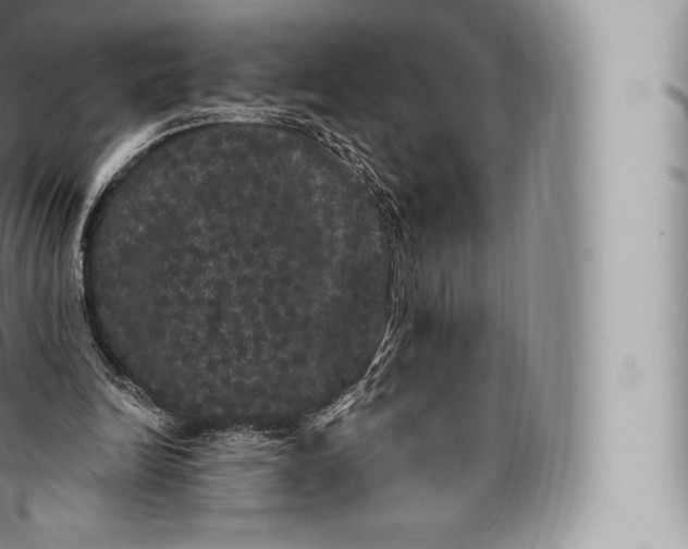 X0000096490246200802141753