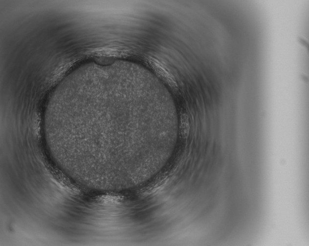 X0000096490255200802141753