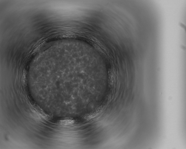 X0000096490266200802141753