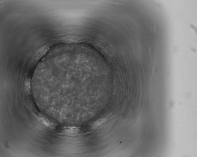 X0000096490288200802141753