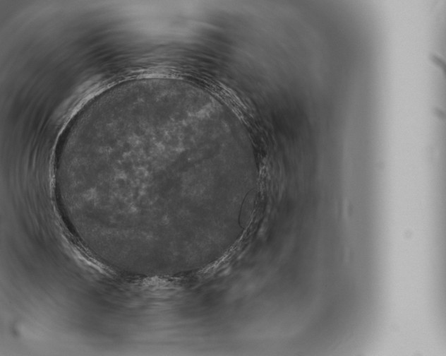 X0000096490290200802141752