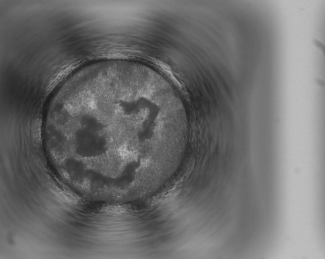 X0000096490299200802141752