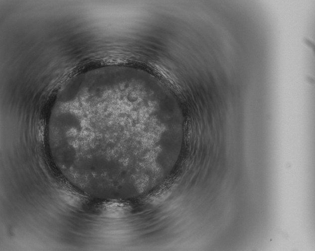 X0000096490315200802141752