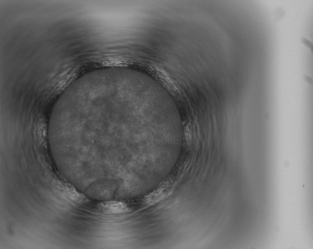 X0000096490322200802141752