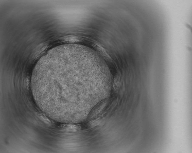 X0000096490330200802141752