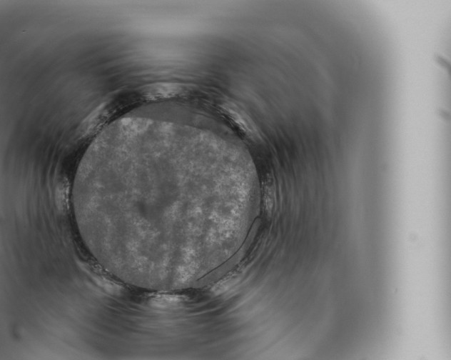 X0000096490332200802141752