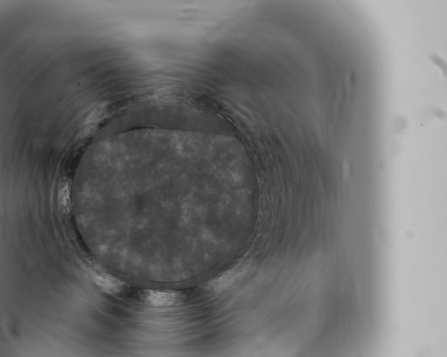 X0000096490336200802141752