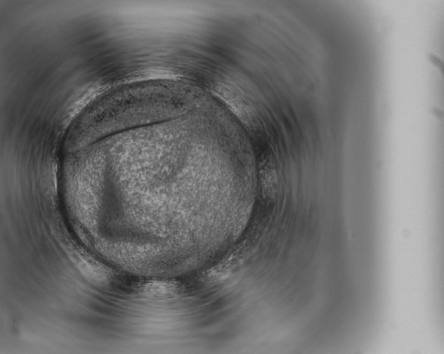 X0000096490350200802141751