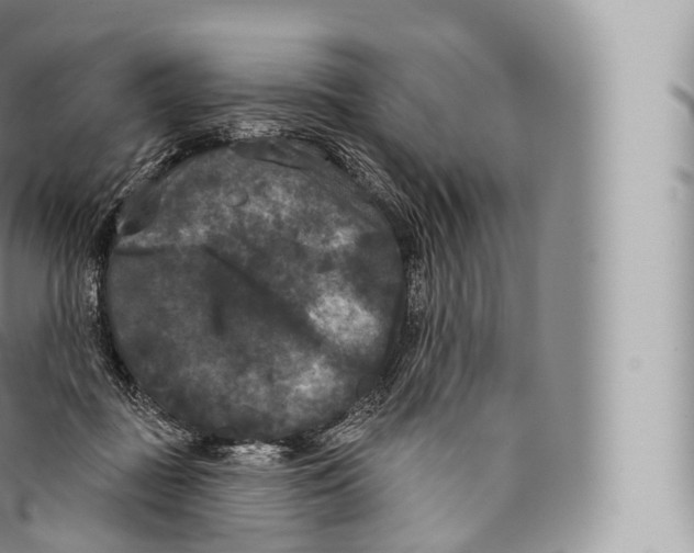 X0000096490363200802141751