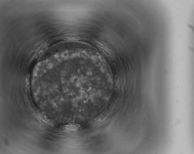 X0000096490373200802141751