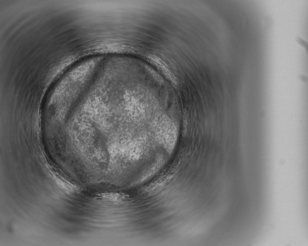 X0000096490439200802141749