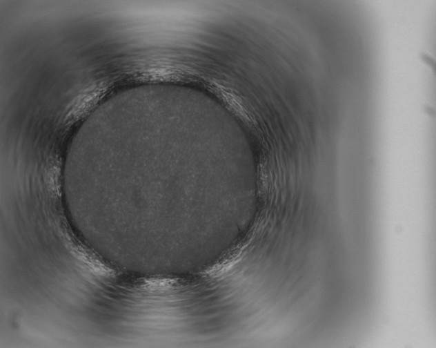 X0000096490450200802141750