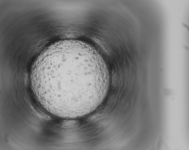 X0000096490459200802141750