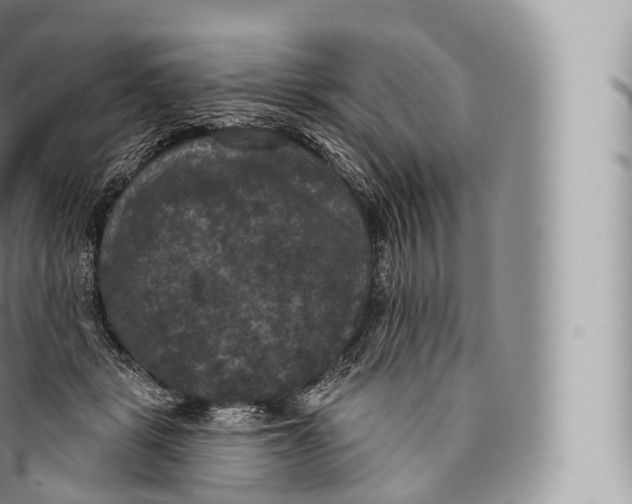 X0000096490461200802141750