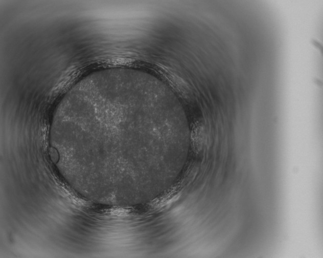 X0000096490462200802141750