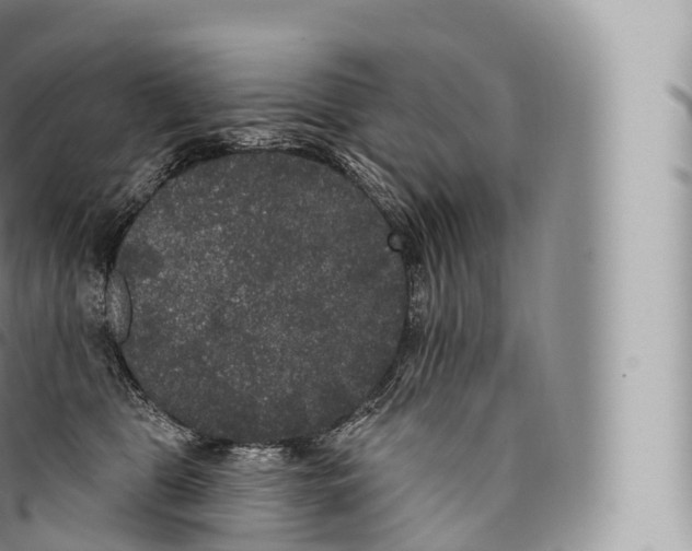 X0000096490469200802141750