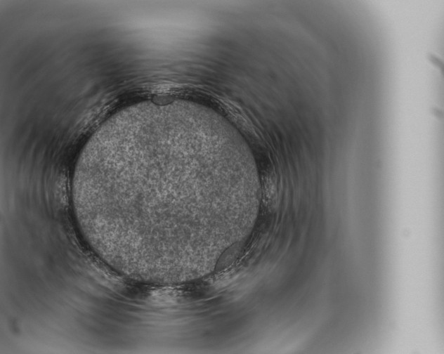 X0000096490470200802141750