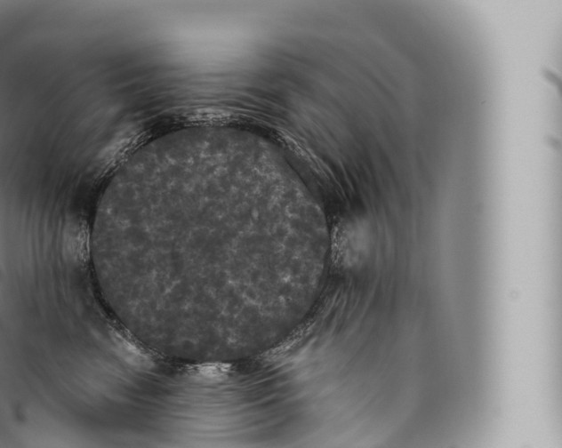 X0000096490474200802141750