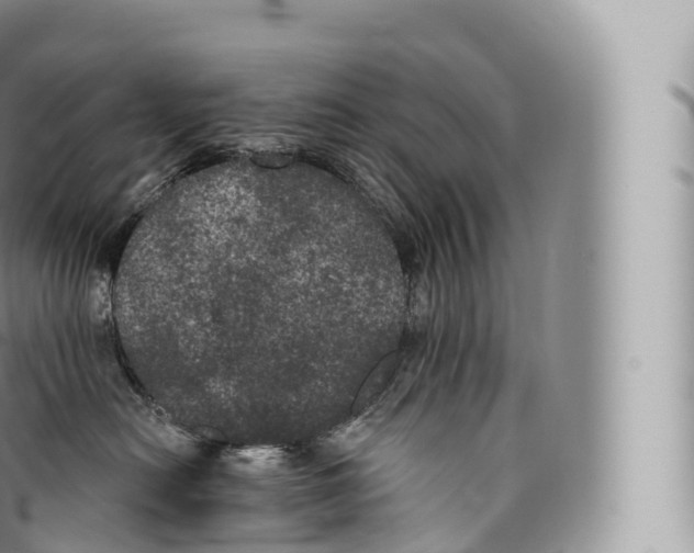 X0000096490478200802141750