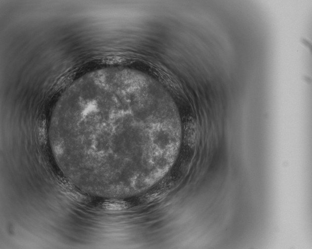 X0000096490510200802141749