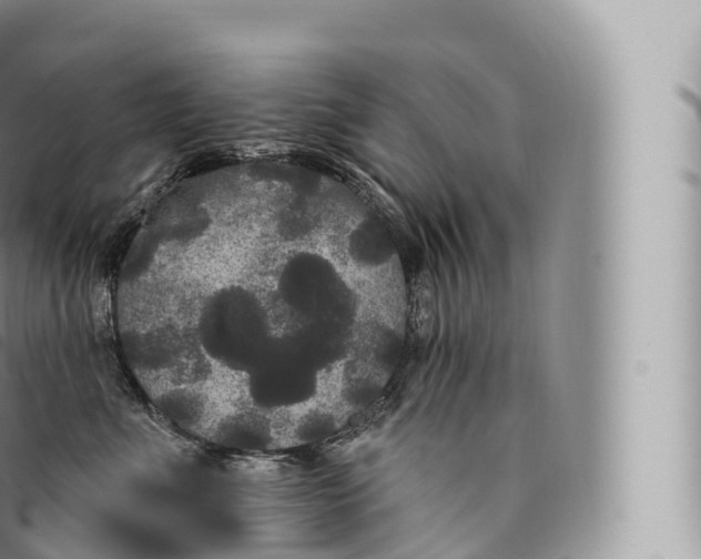 X0000096490523200802141749