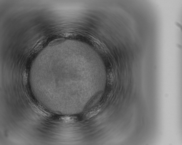 X0000096490558200802141748