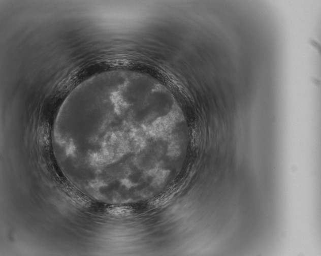 X0000096490561200802141748