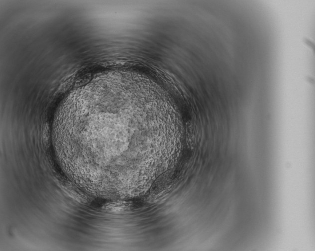 X0000096490563200802141748