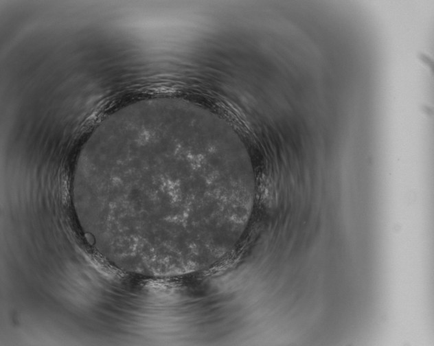 X0000096490568200802141748