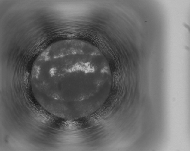 X0000096490650200802141746