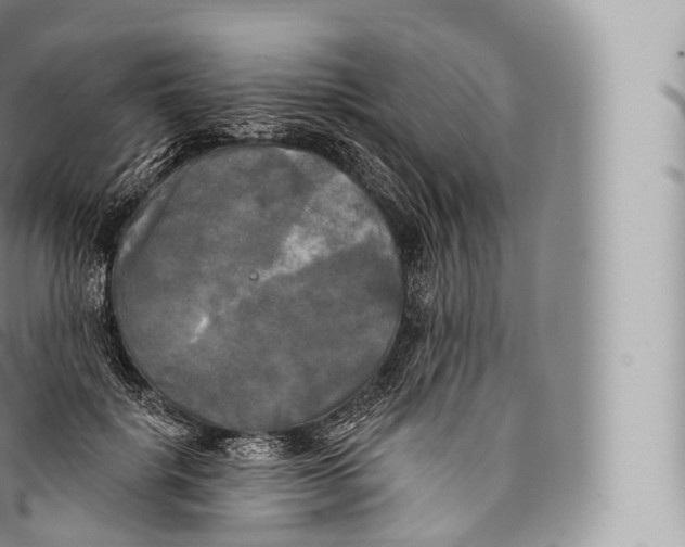 X0000096490652200802141746