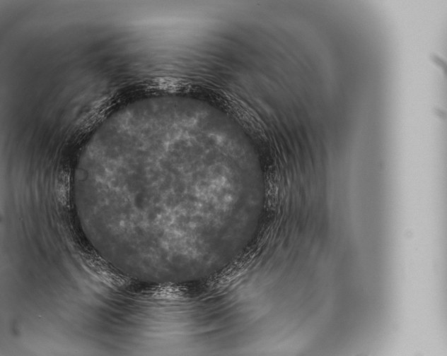 X0000096490656200802141747