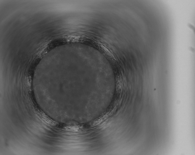 X0000096490661200802141747