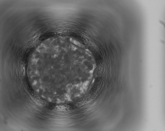 X0000096490703200802141745