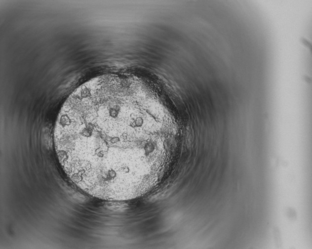 X0000096490719200802141745