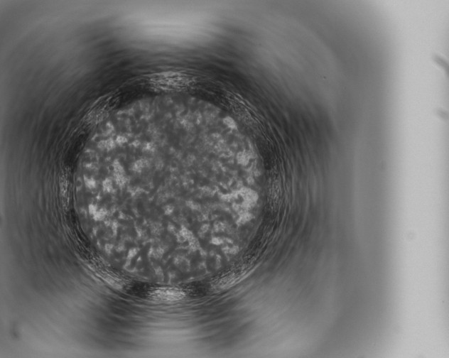 X0000096490749200802141745