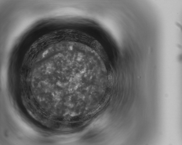 X0000096490765200802141745