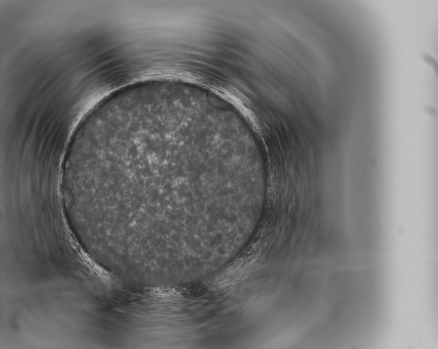 X0000096490799200802141744