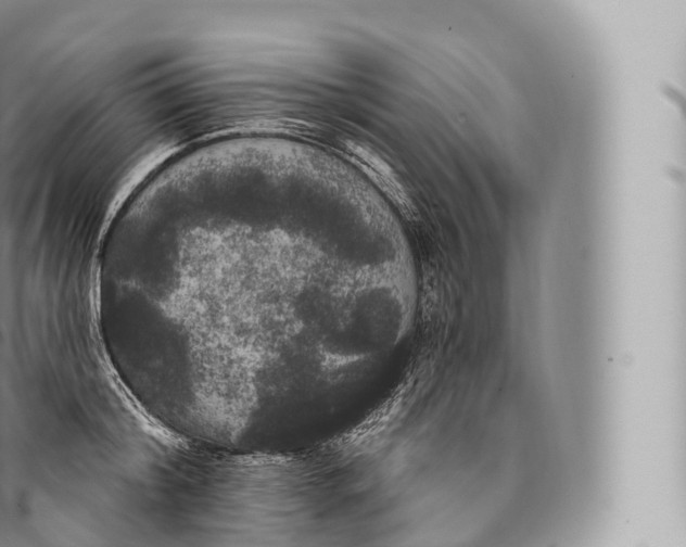 X0000096490804200802141744