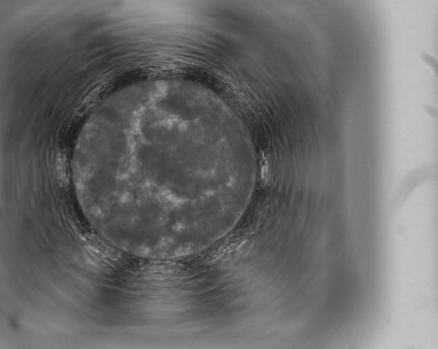 X0000096490819200802141743