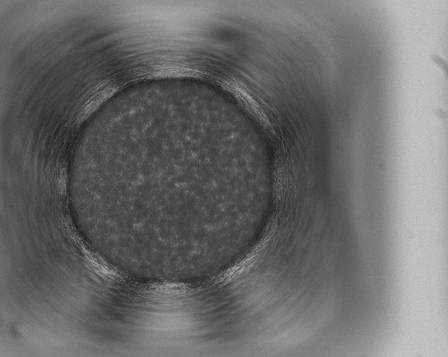 X0000096490833200802141743