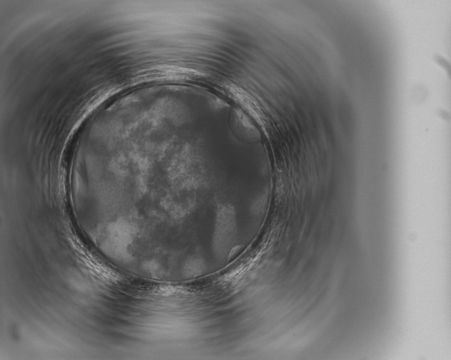 X0000096490835200802141743