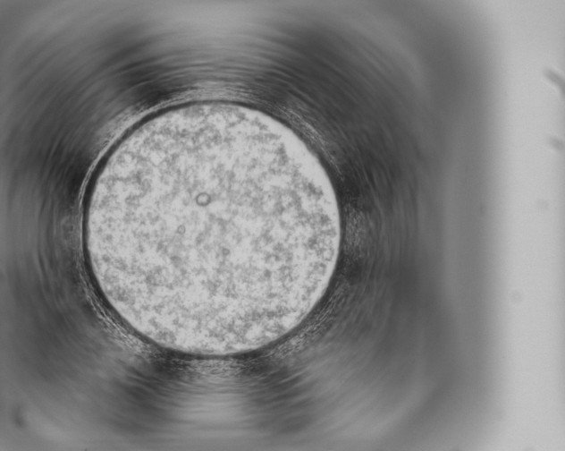 X0000096490836200802141743