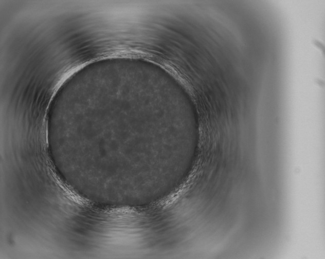 X0000096490838200802141743