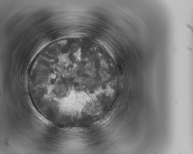 X0000096490851200802141744